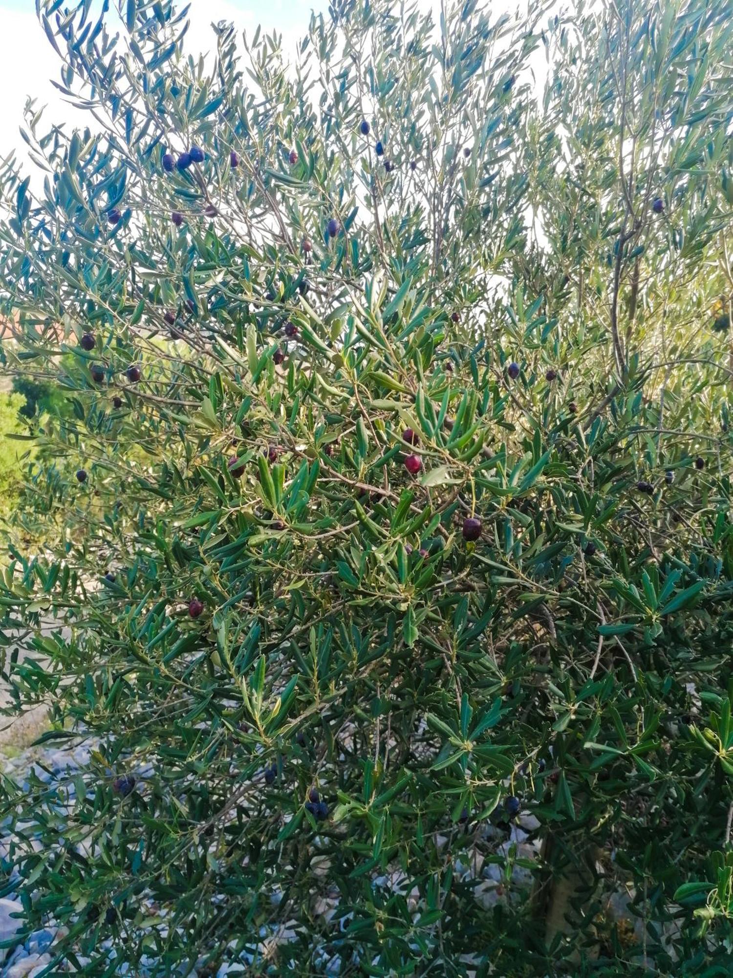 Vila Dolani كليك المظهر الخارجي الصورة